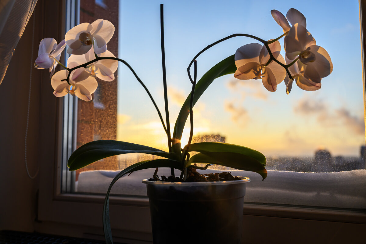 Орхидеи. - Валерий Пославский