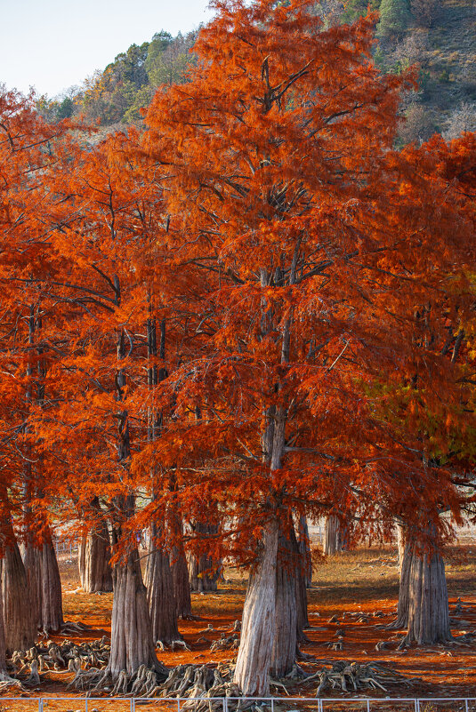Осеннее пламя - Ольга Косачова