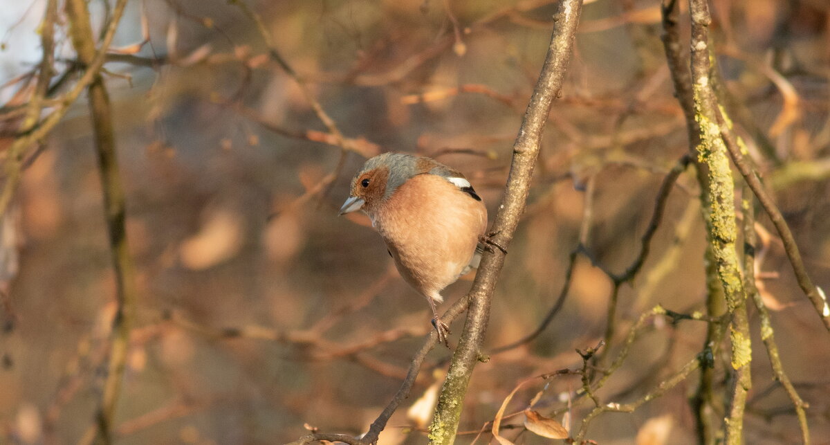 ..- - vladimir ..- - vladimir