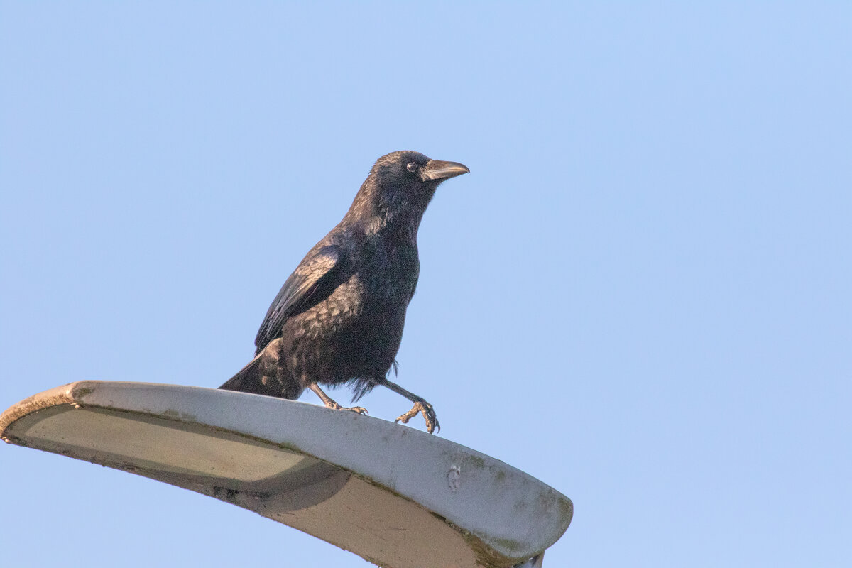 -- - vladimir -- - vladimir