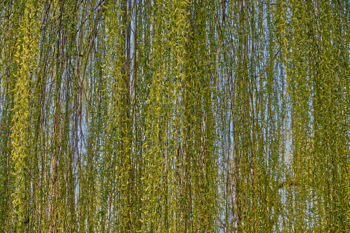 Плакучая ива - Jakob Dick Плакучая ива - Jakob Dick