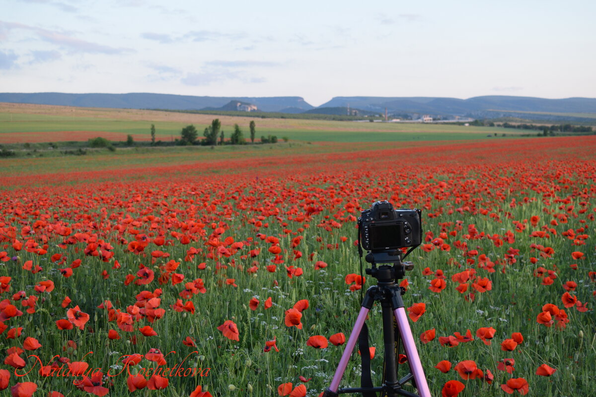 Природа Крыма - Изумительная Космея Природа Крыма - Изумительная Космея