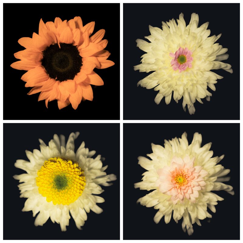 Цветочки - Илья Шенгелия