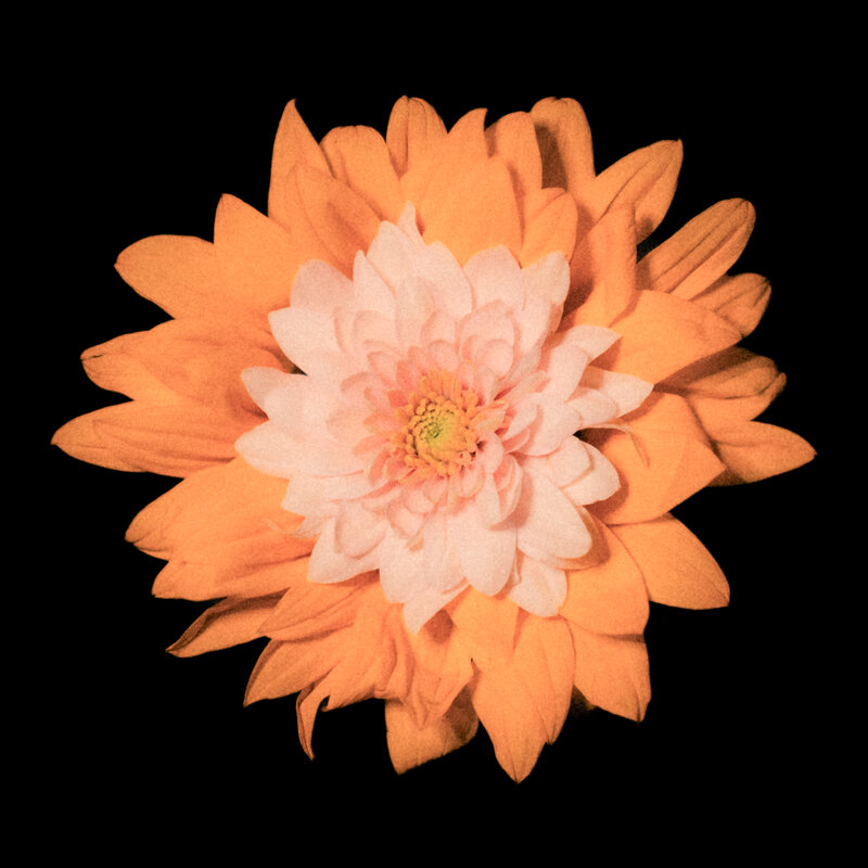 Цветочки - Илья Шенгелия Цветочки - Илья Шенгелия