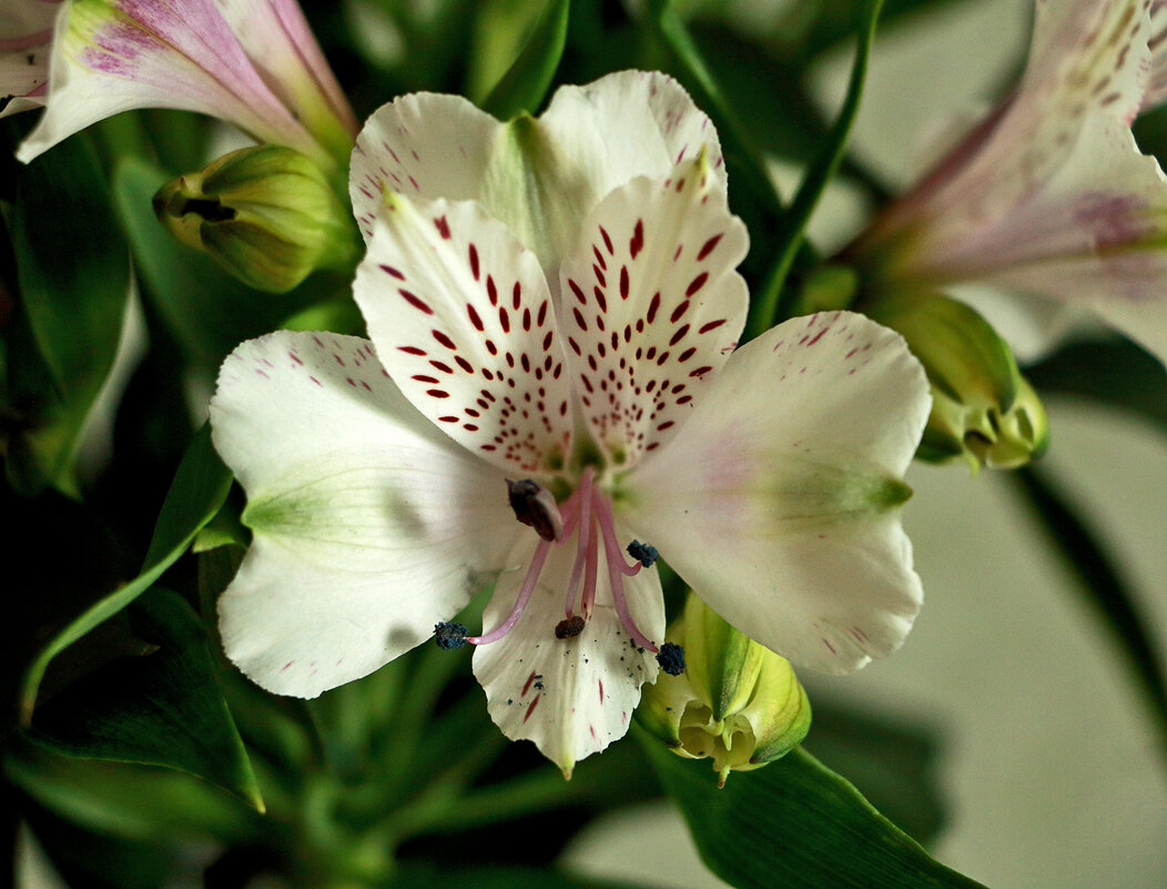 Альстромерия - Светлана Альстромерия - Светлана