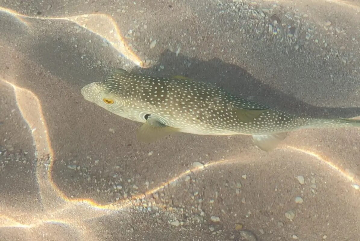 Красное море - Ирэн 