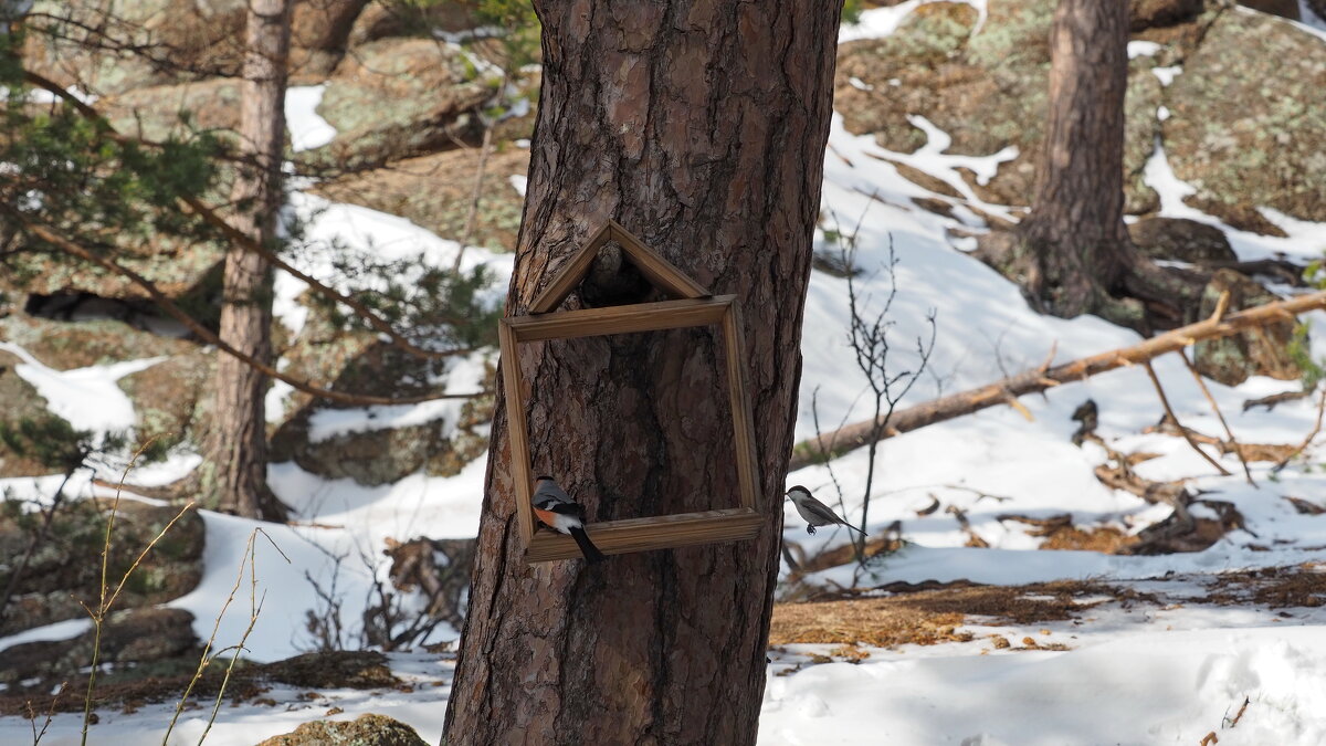 А вот и птички - Владимир 