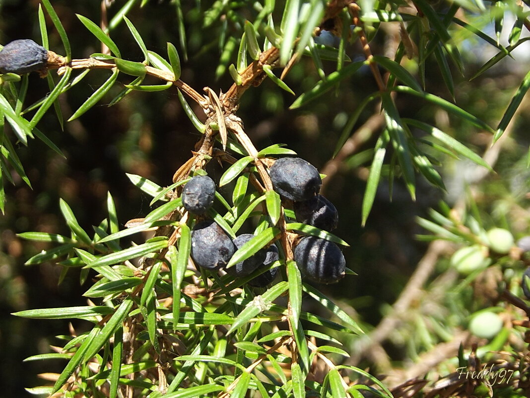 Можжевельник - Freddy 97