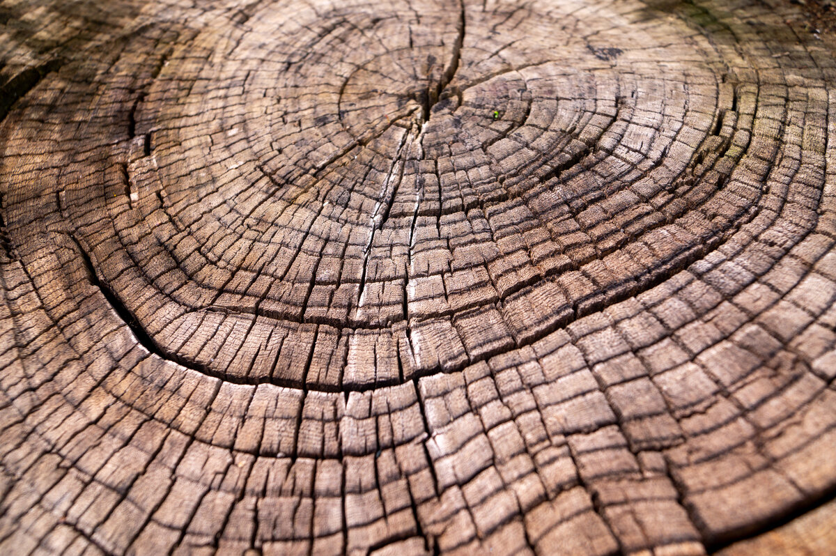 Линии жизни - Алексей Бабицын