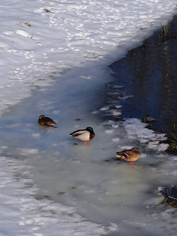 На прогулке. - Николай 