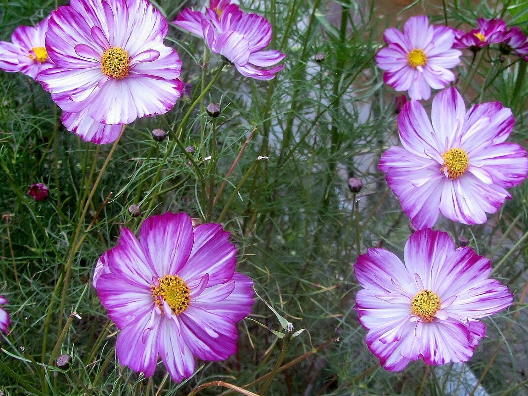 .. любимая с детства космея.. - galalog galalog