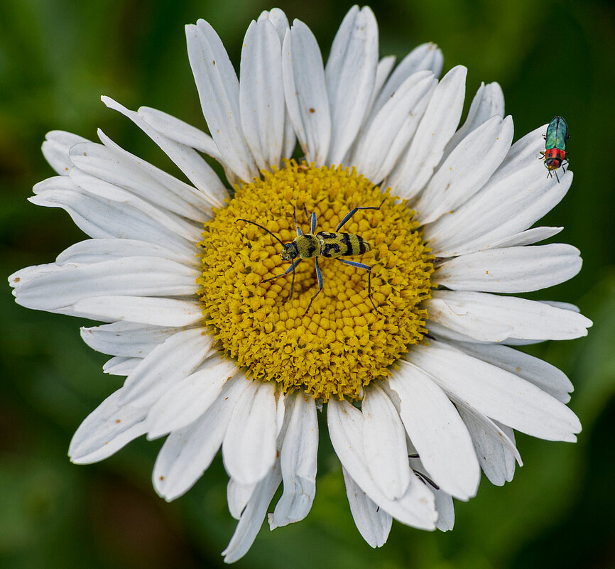 ромашка - Aleksandr .