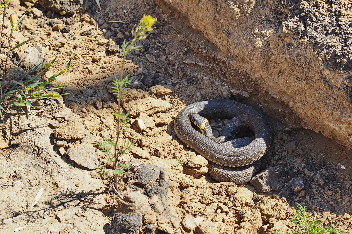 ужик - shasha1950 