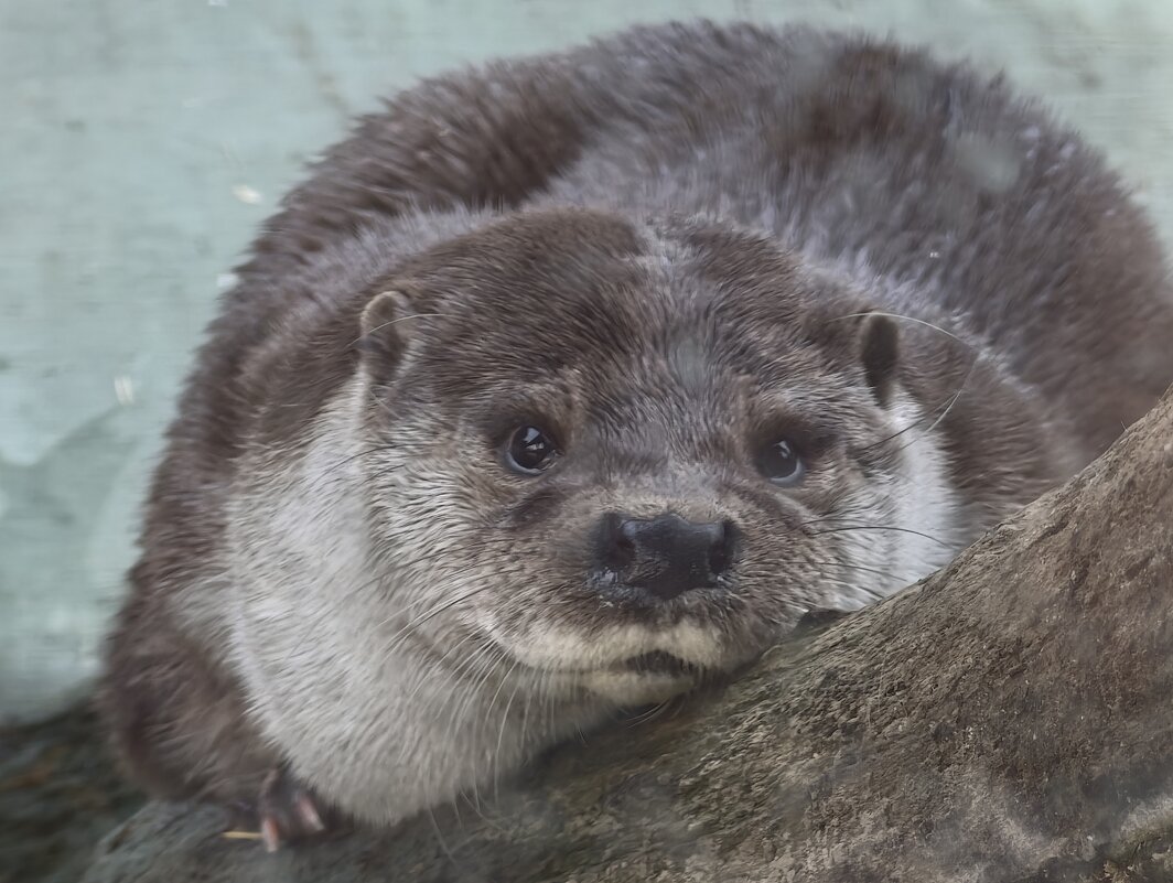 Выдра - <<< Наташа >>>