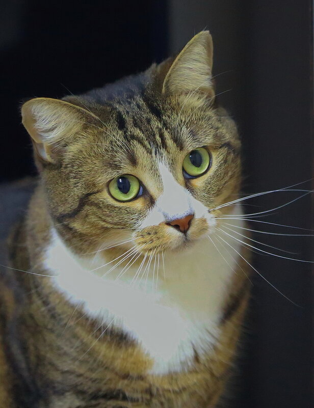 домашняя - Andrey Bragin 