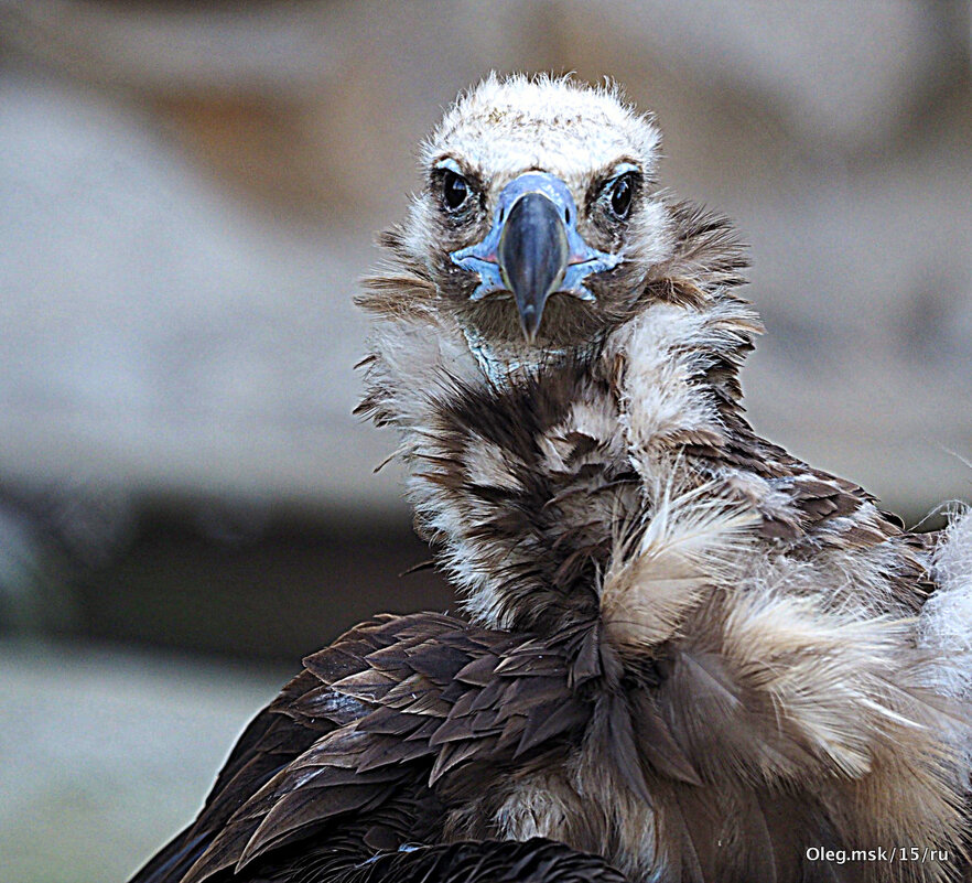 птица высокого полета - Олег Лукьянов
