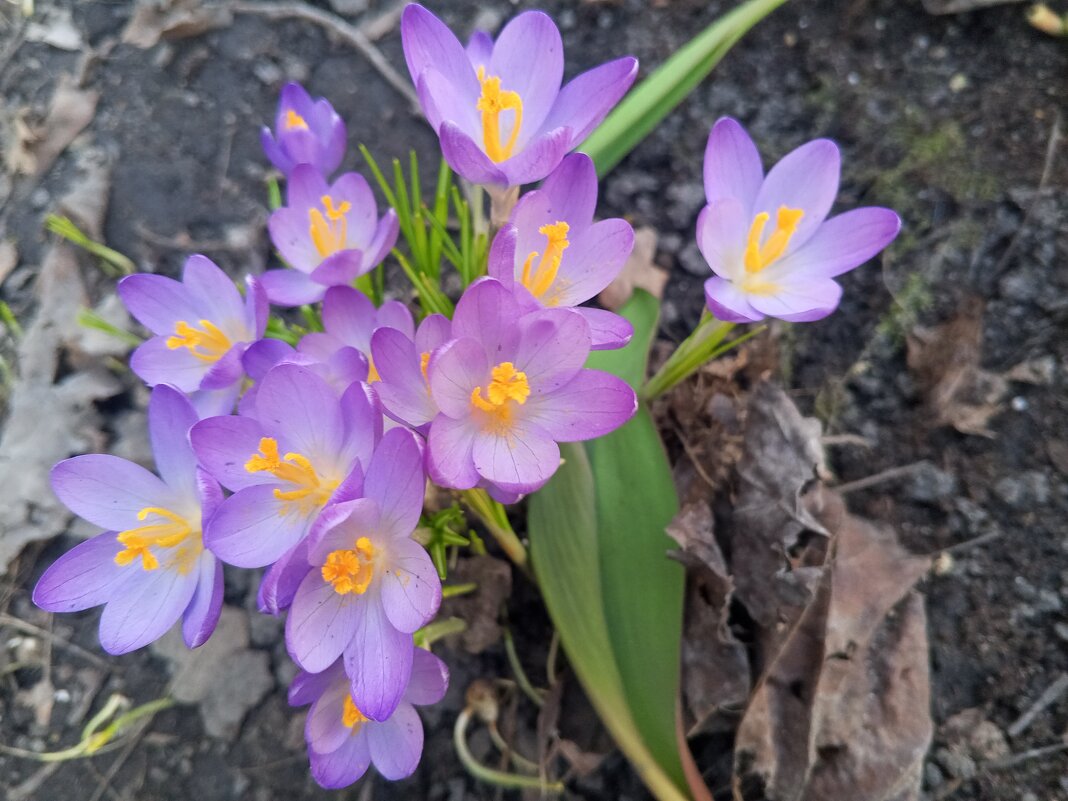 Крокус - Сапсан 