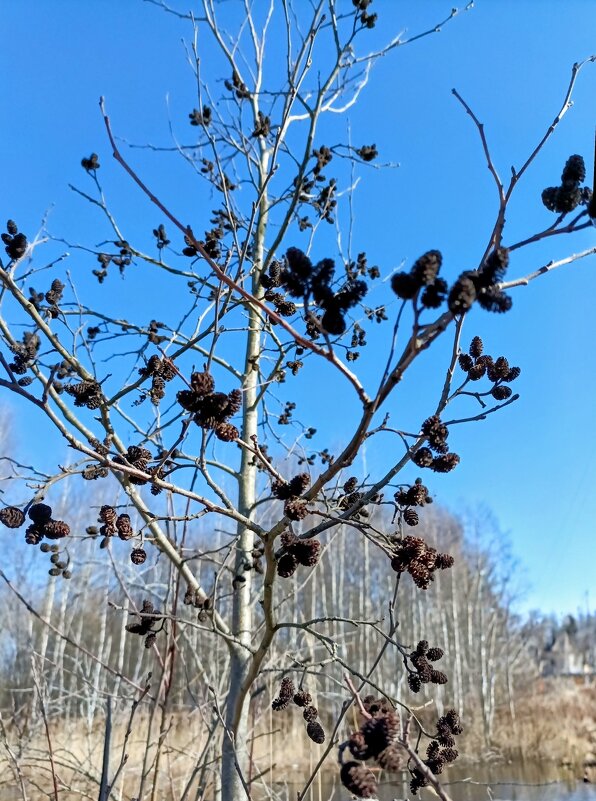 Весна, март - Veera V