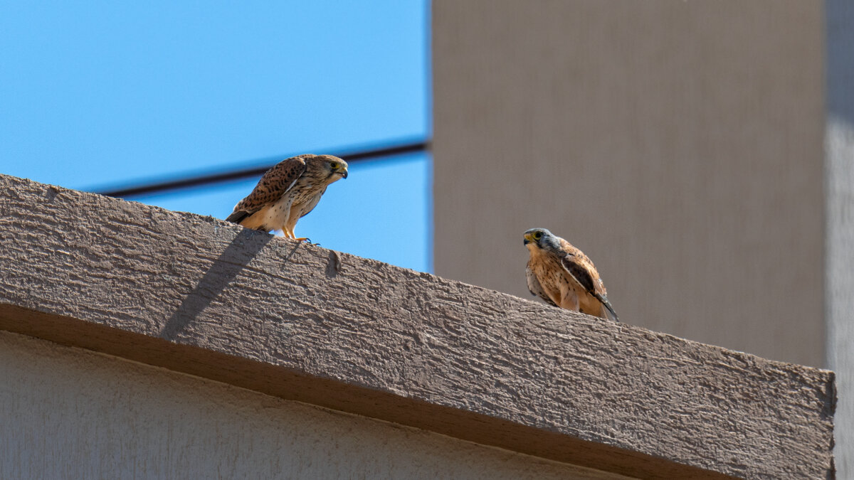Птицы в городе. Пустельга - Владимир Лазарев