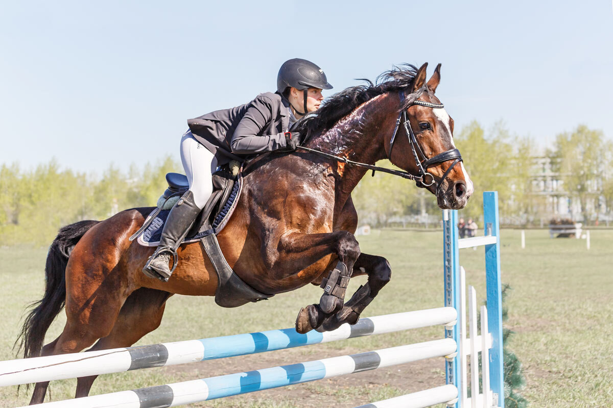 Конкур - SanSan 