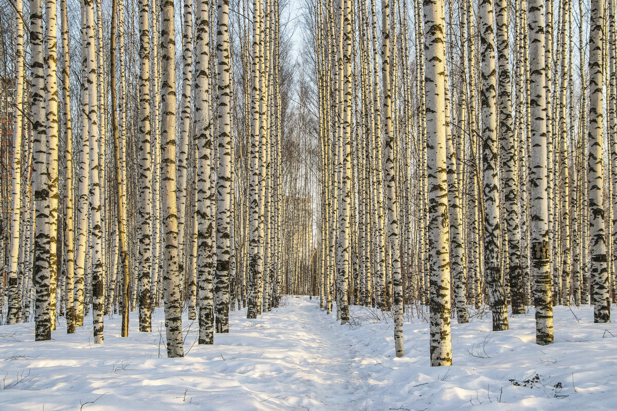 Утро - Галина Новинская