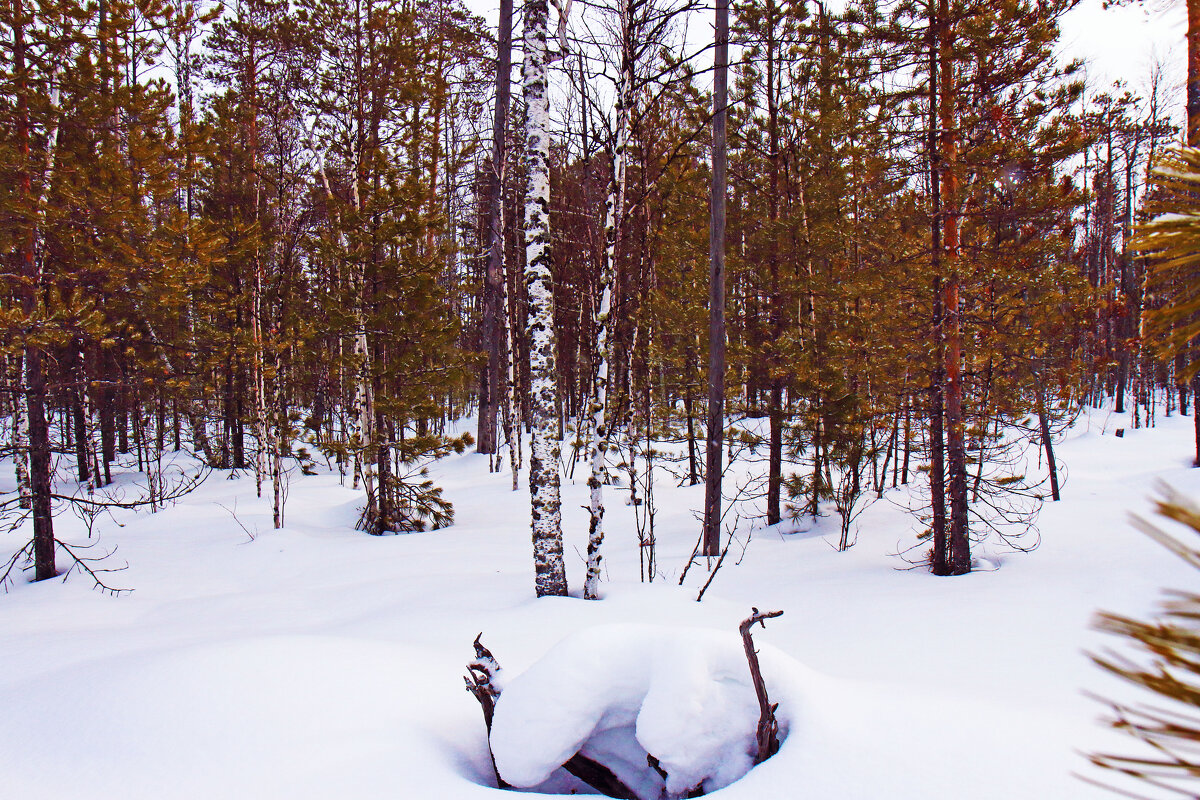 Весенний этюд из лесу! - Владимир 
