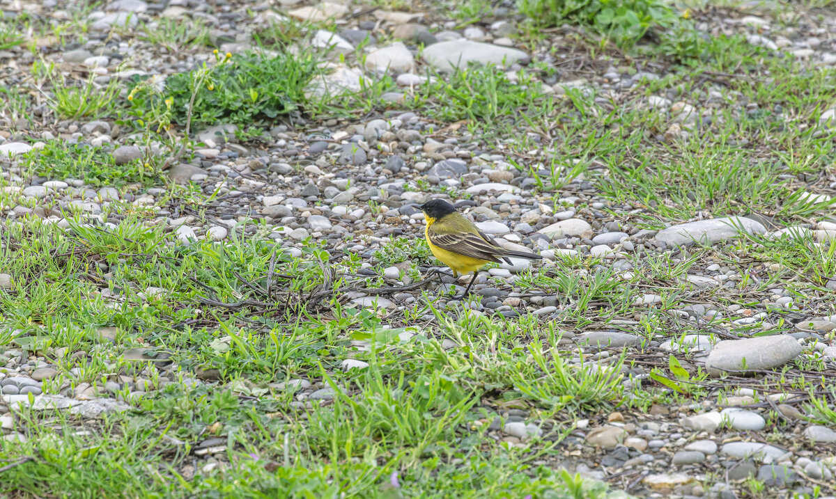 горная трясогузка. - юрий макаров
