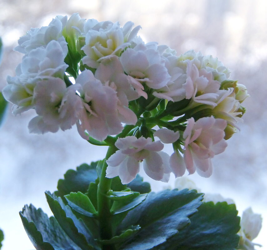 Соцветие каланхоэ. - сергей ермошкин