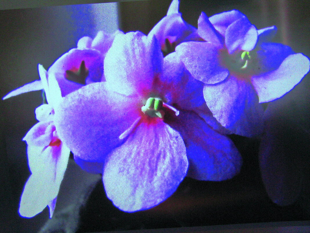 Фиалка цветёт - Людмила Смородинская