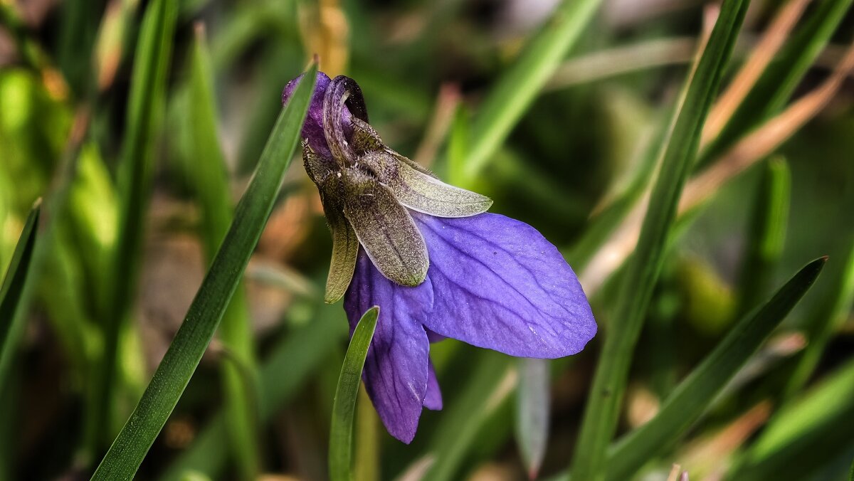 Фиалка - Мариша 