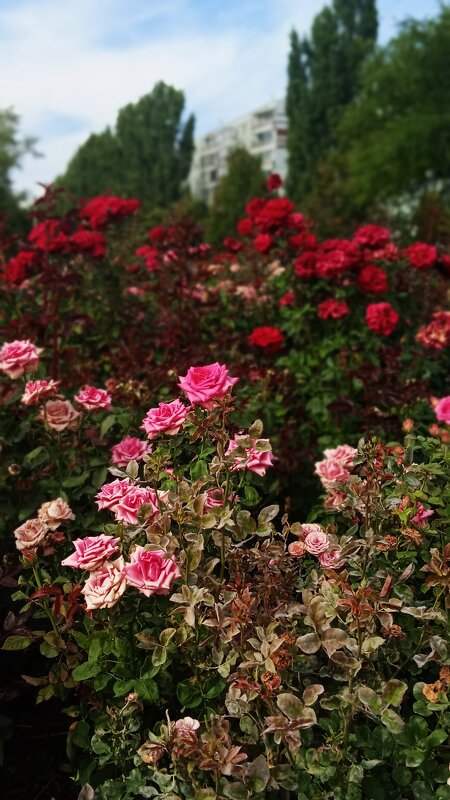 сентябрь и розы - Елена Шаламова