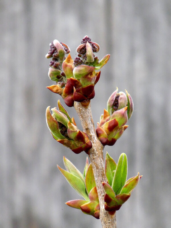 Пробуждение сирени. - nadyasilyuk Вознюк