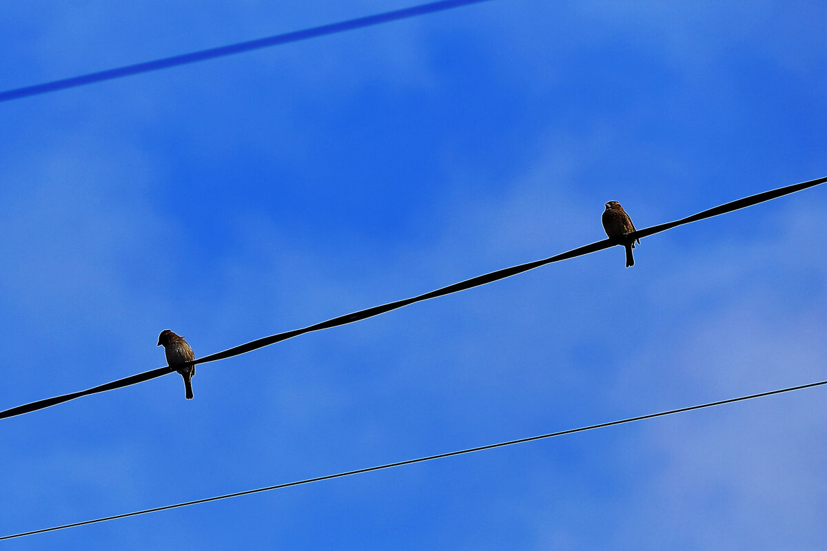 Воробушки - Юрий Гайворонскiий