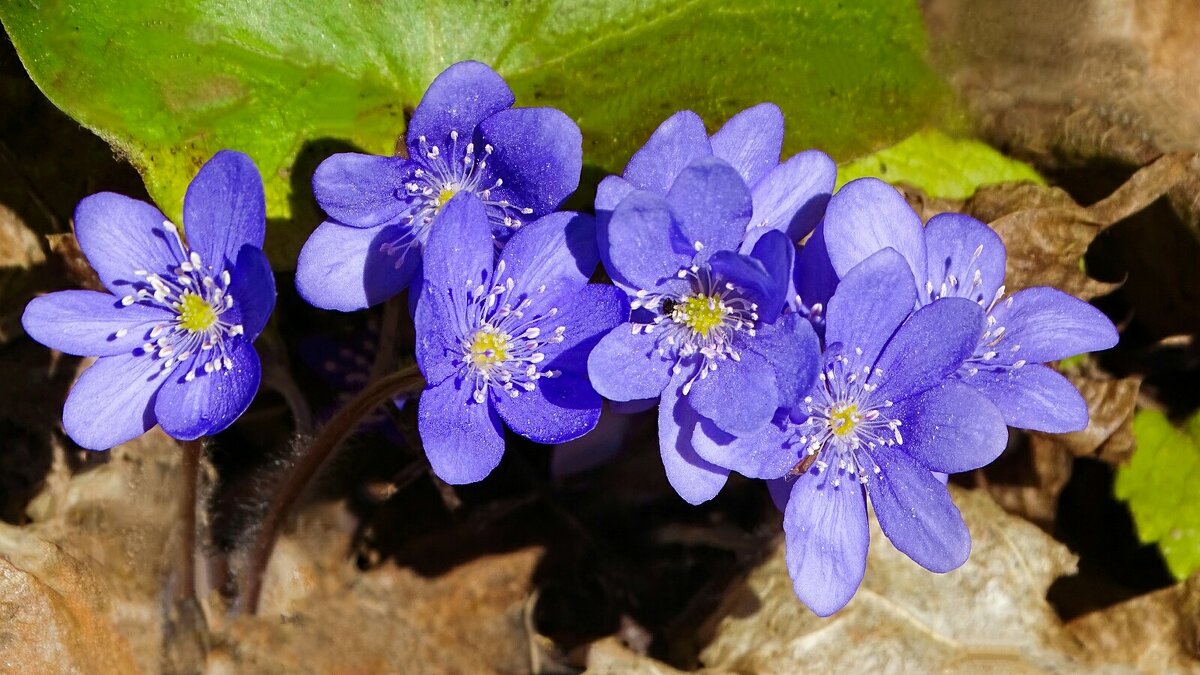 Весенние цветы (печёноцницы). - Милешкин Владимир Алексеевич 