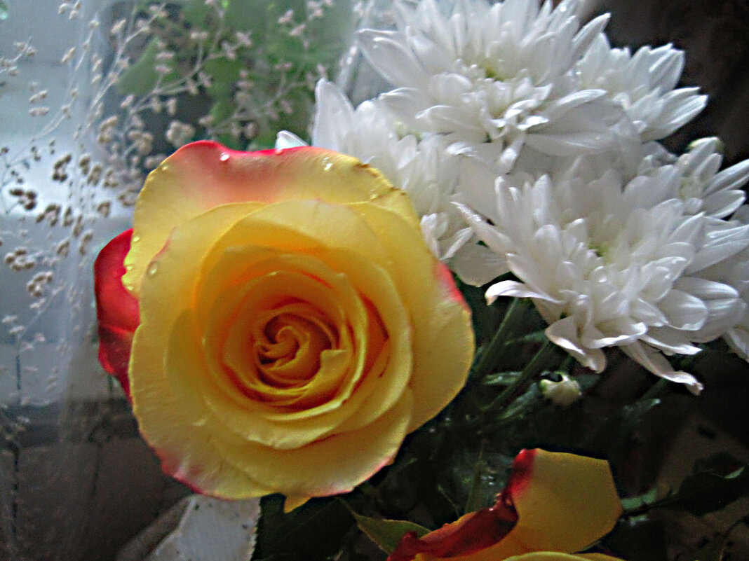 **** - Елена Семигина