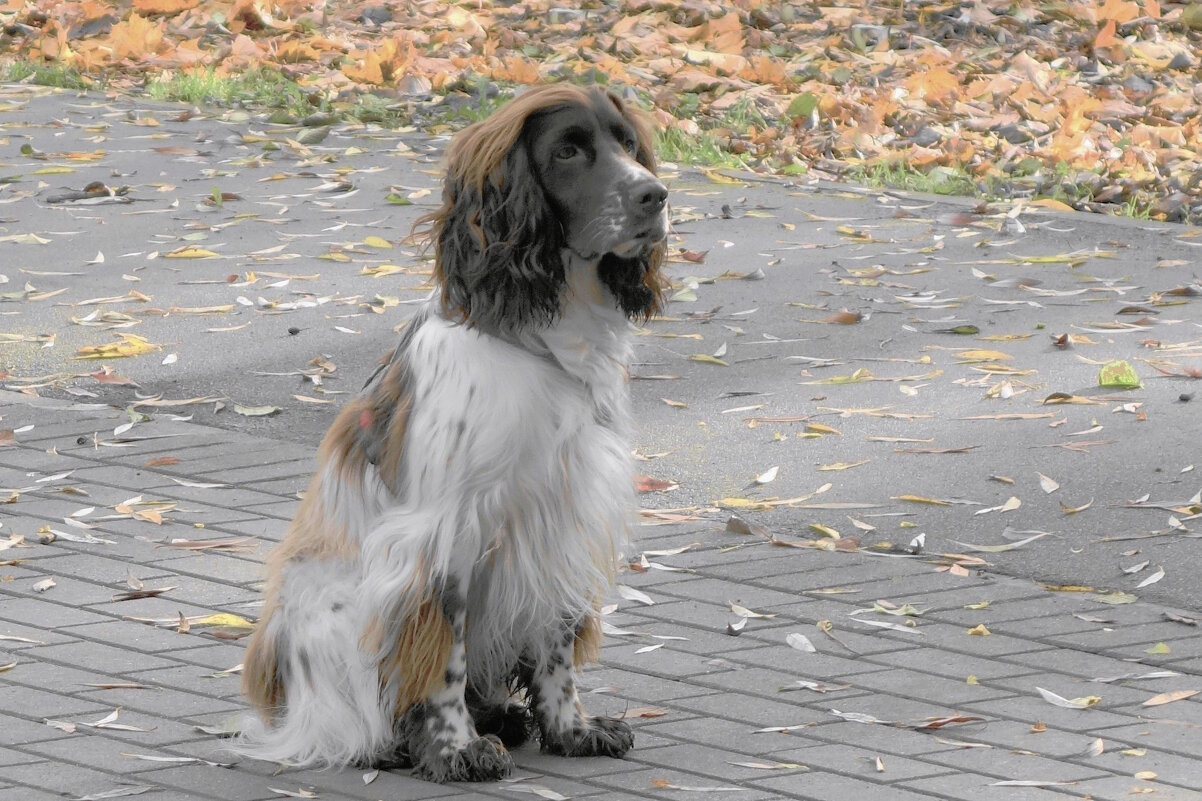 Русский охотничий спаниель - Рита Симонова