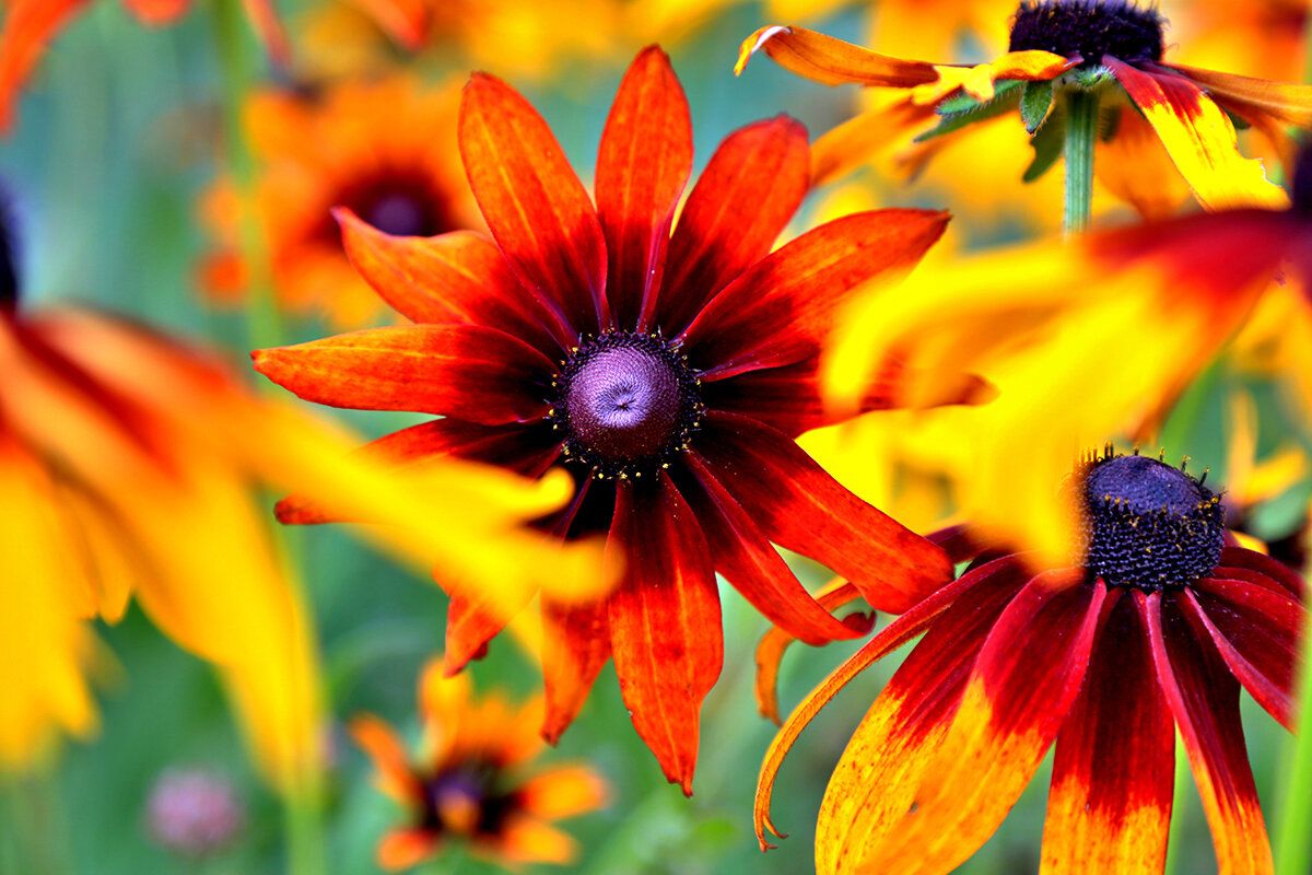 Глаз - Сергей Сомихин