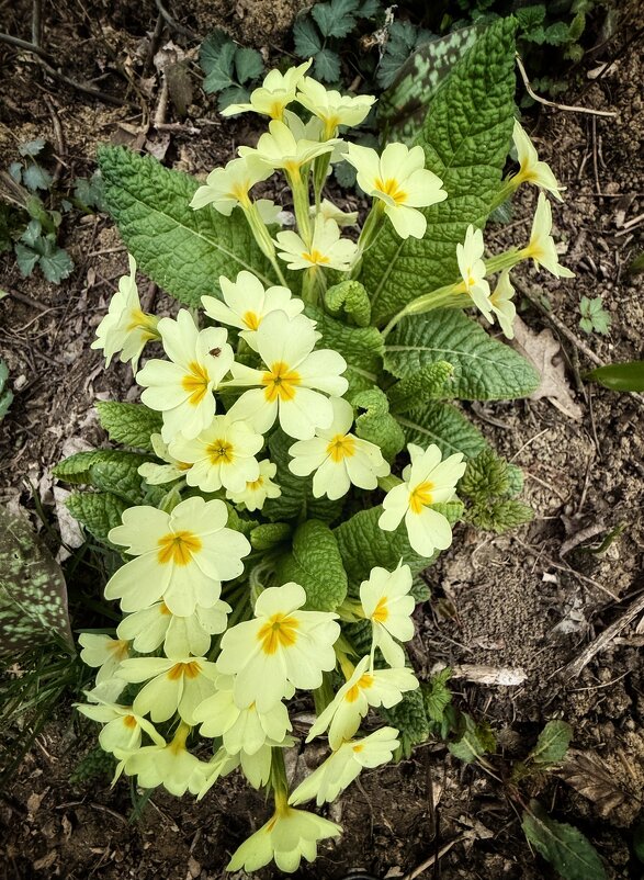 Первоцветы - Сергей Б.