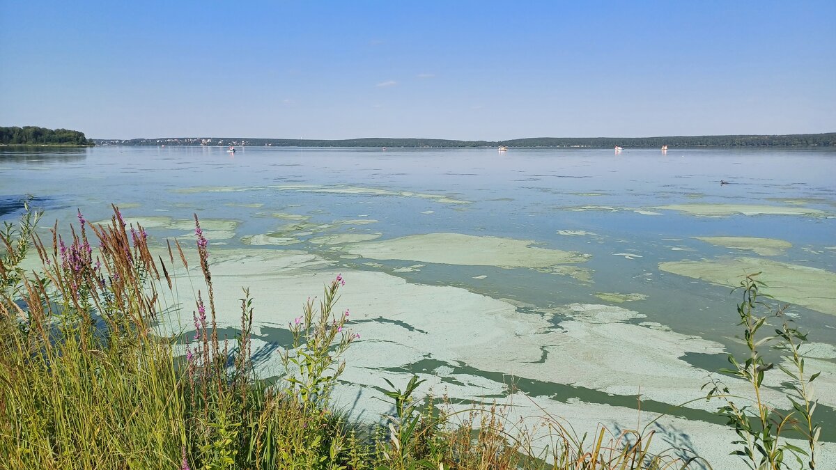 озеро цветет - Елена Е