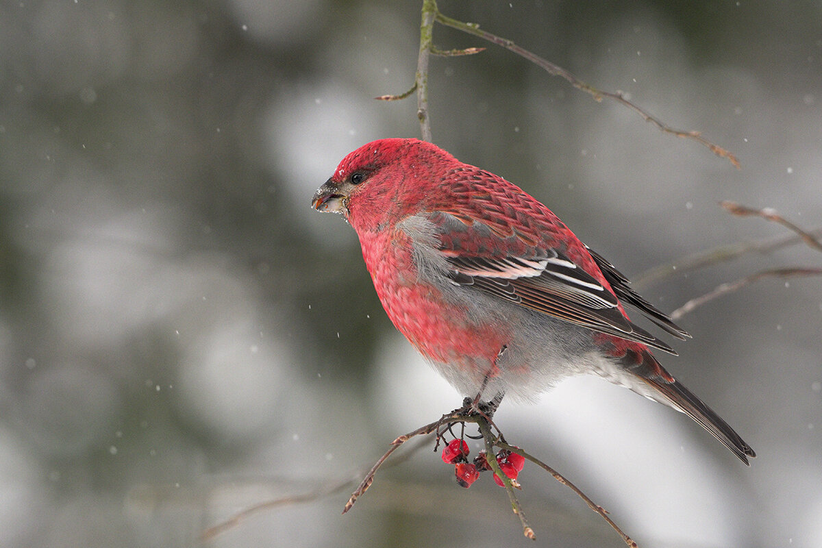 Щур - Maxim Lanin