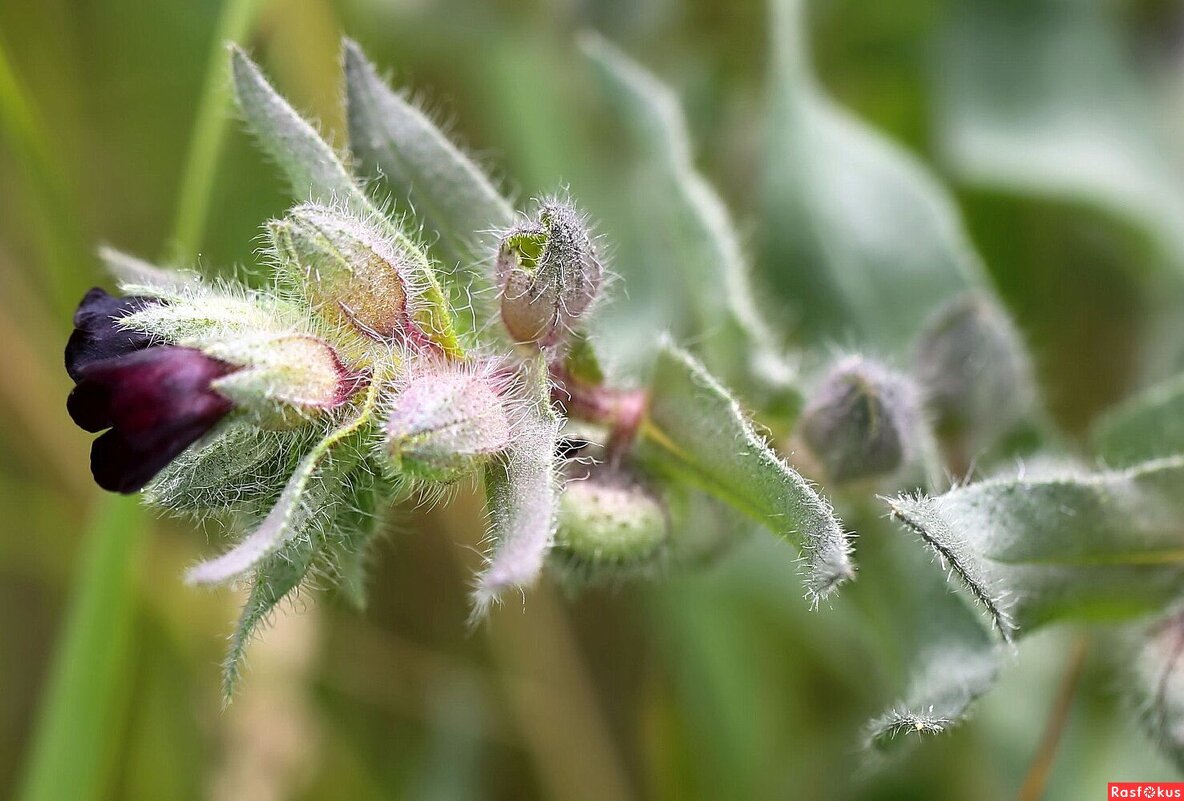 Нонея темно-бурая - ZNatasha -