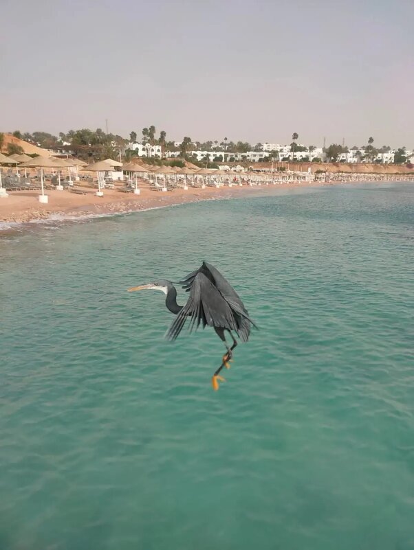 Египет. Красное море - Ирэн 