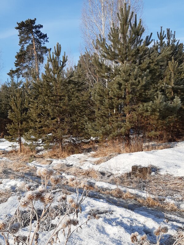 Весна - Галина Минчук