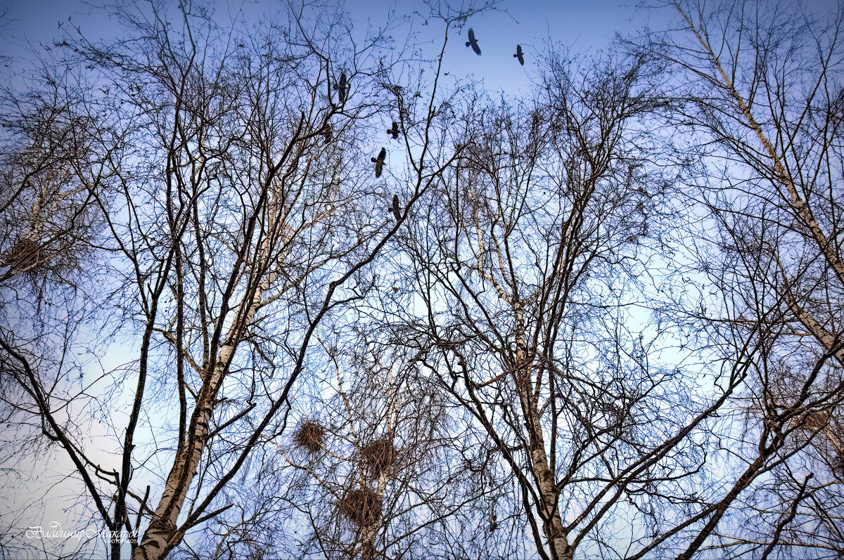 "К родным местам. Возвращение"© - Владимир Макаров