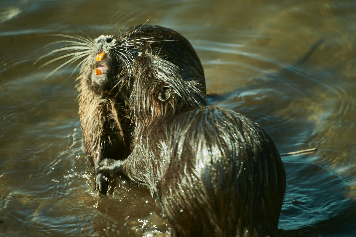 что то не поделили - Александр Леонов