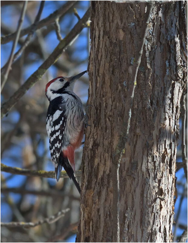 В весеннем лесу - Валентин Котляров