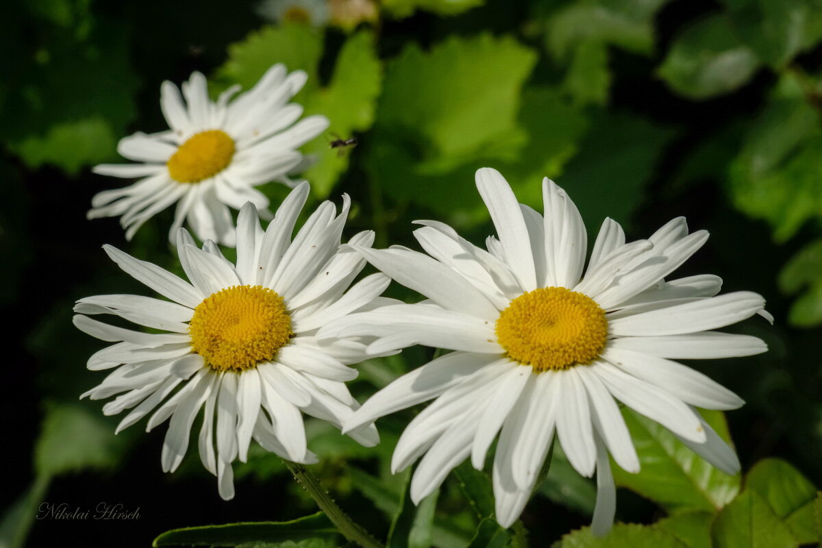 Садовые ромашки... - Николай Гирш