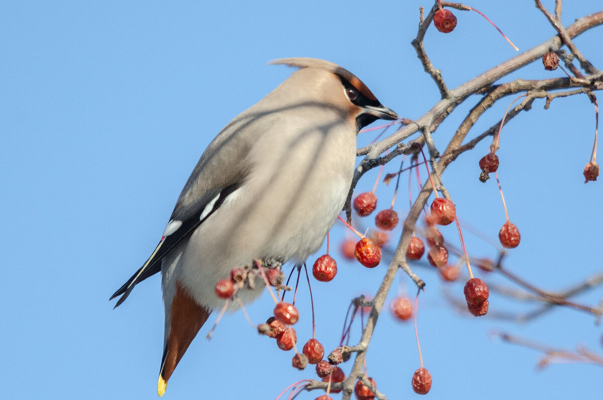 Свиристель - Виктор Иванович Чернюк