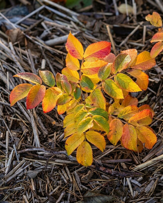 Яркий шиповник (морщинистая роза) - Лилия 