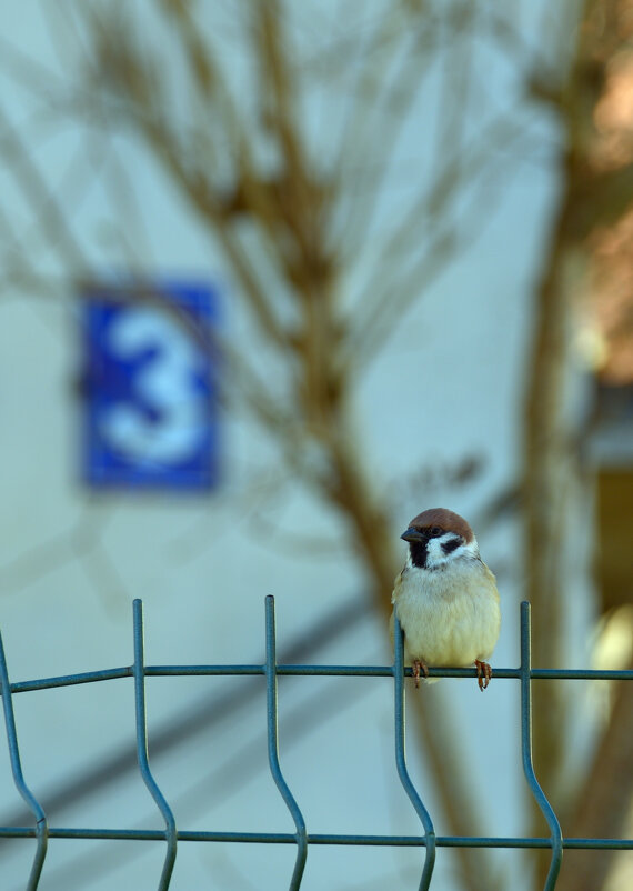 *** - Константин Белоногов
